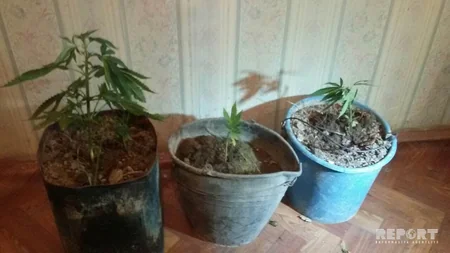 Ağdamda dibçəkdə çətənə bitkisi əkən şəxs saxlanılıb - FOTO