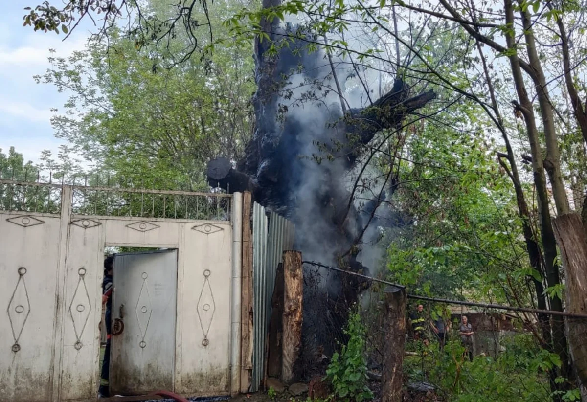 Qəbələdə şabalıd ağacı qəsdən yandırılıb