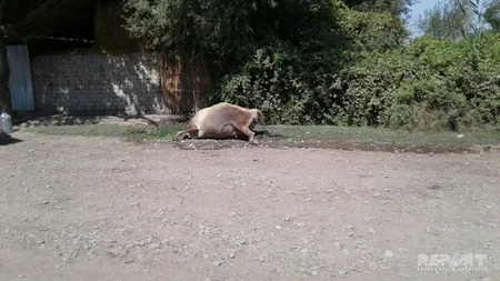 Ağdaşda dərmandan tələf olmuş heyvanlar küçənin ortasında qalıb - FOTO