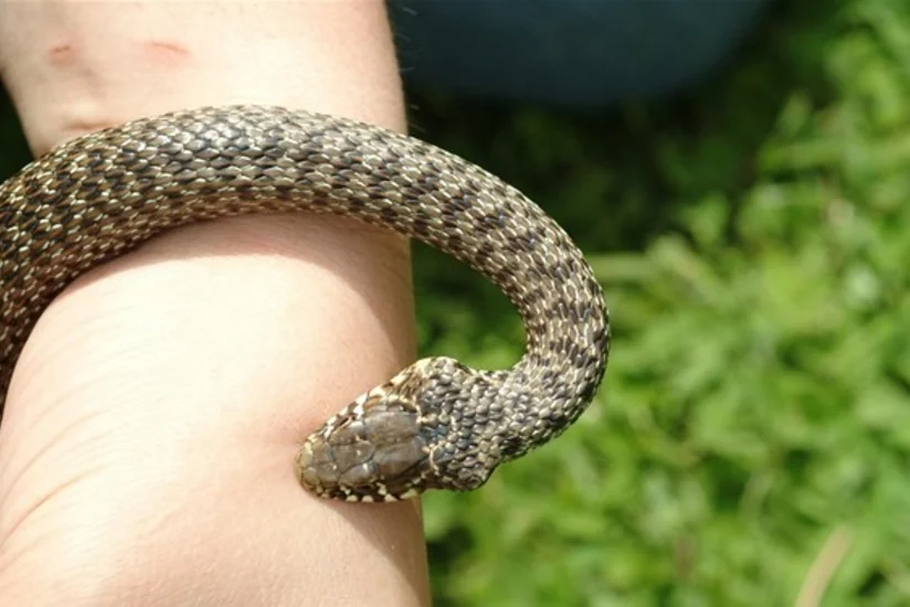 Tərtərdə qadını ilan sancıb