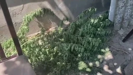Salyan sakinindən külli miqdarda narkotik aşkarlandı - VİDEO