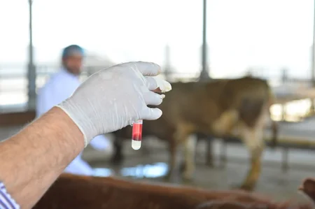 İran halal ət kəsimini Azərbaycan şirkətinə etibar edib - VİDEO