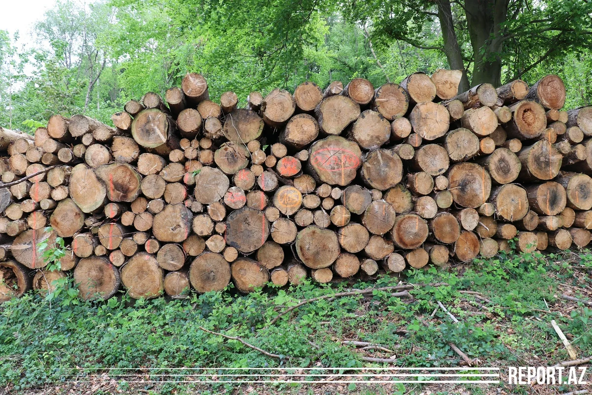 Azərbaycanlı iş adamı Almaniyada saxlanılıb - VİDEOREPORTAJ