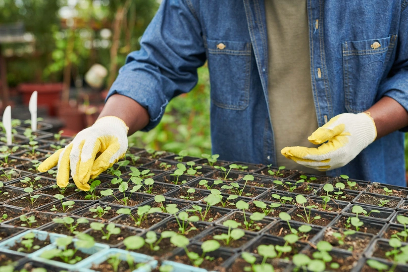 Azərbaycan toxuma olan tələbatını necə ödəyir?