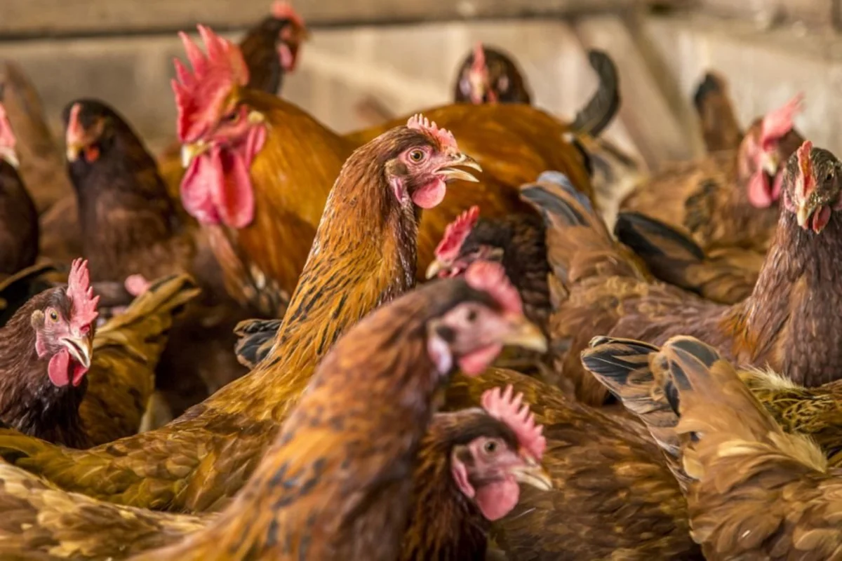 Çində quş qripi epidemiyası baş qaldırdı