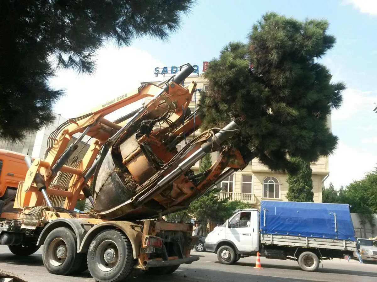 Yeni tikintiyə görə layihə altına düşən ağaclar köçürüldü