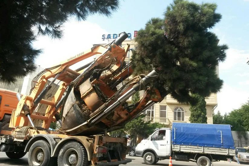 Yeni tikintiyə görə layihə altına düşən ağaclar köçürüldü