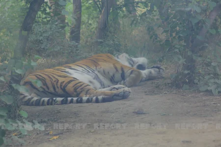 Tbilisi zooparkının sevimli və nəcib sakinləri - Azərbaycanın hədiyyəsi - VİDEOREPORTAJ