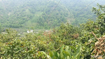 Astaranın dağlıq ərazilərindəki sitrus bağlarında naməlum xəstəlik yayılıb - FOTO