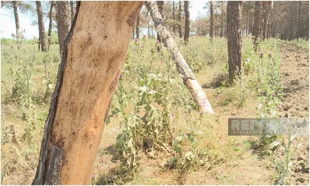 ETSN rəsmisi: Qurumuş Eldar şamlarının yerinə yeni ağaclar əkilir