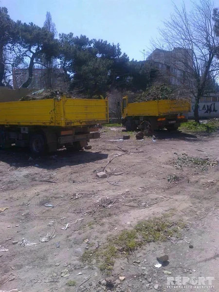Bakıda ağaclar abadlıq adı ilə kütləvi şəkildə kəsilib, Mənzil-Kommunal Təsərrüfatı Birliyi cərimələnib - FOTO