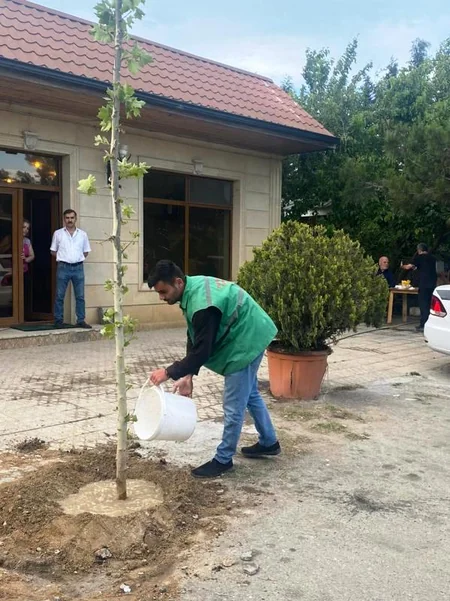 Bakıda ticarət obyektlərinin qarşısında ağacların qurudulmasının qarşısı alınıb