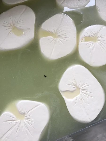 Masallıda qanunsuz pendir sexi aşkarlanıb - FOTO