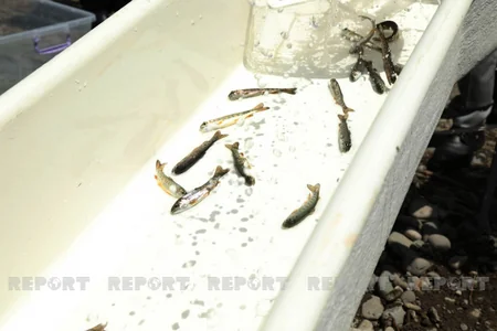 Diplomats, international experts release trouts into Hakari River