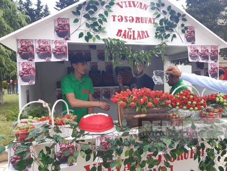 Cəlilabadda II çiyələk festivalı başlayıb