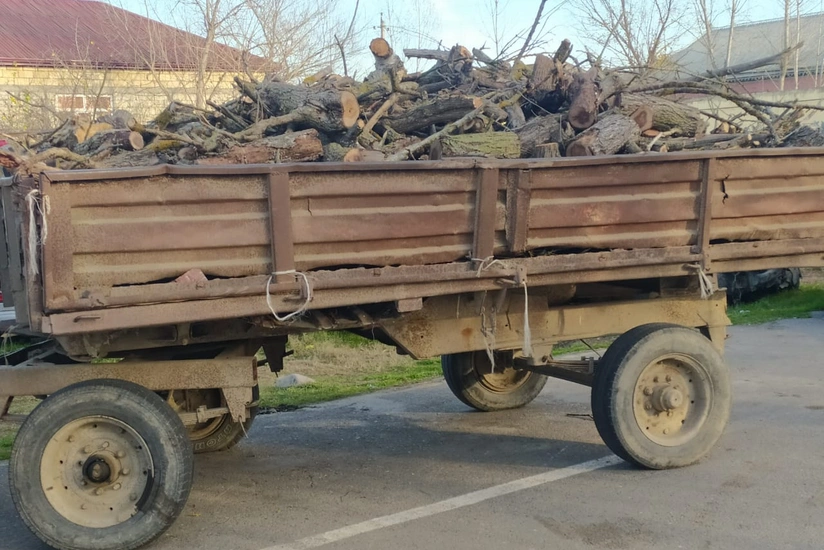 İmişlidə ağacları kəsən şəxs məsuliyyətə cəlb olunub 