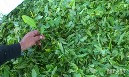 Astara çayı Made in Azerbaijan brendi altında xaricə ixrac ediləcək - FOTO