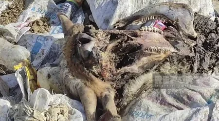 Qubada yaşayış massivi zibilliyə çevrilib, ərazini üfunət bürüyüb