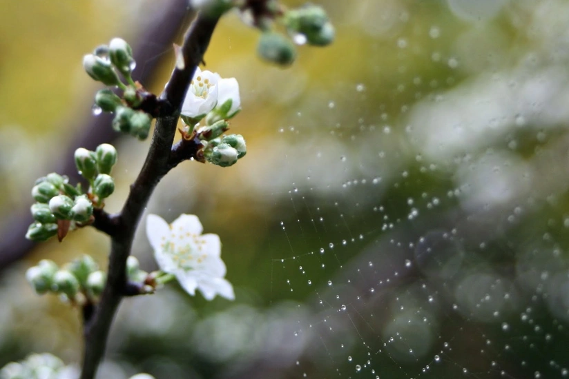 Drop of temperature and raining is expected in Azerbaijan