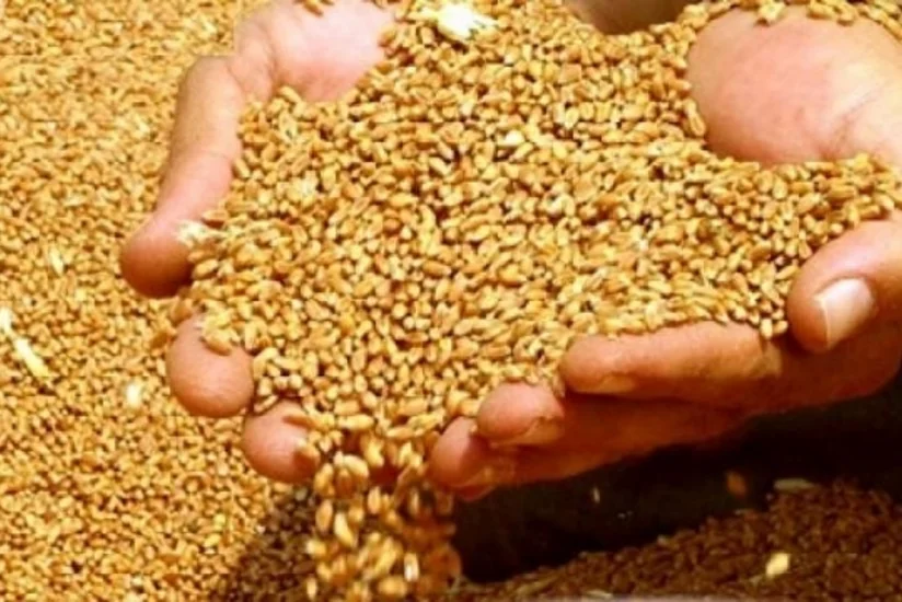 Турция собирается поставлять пшеницу из других стран для покрытия дефицита