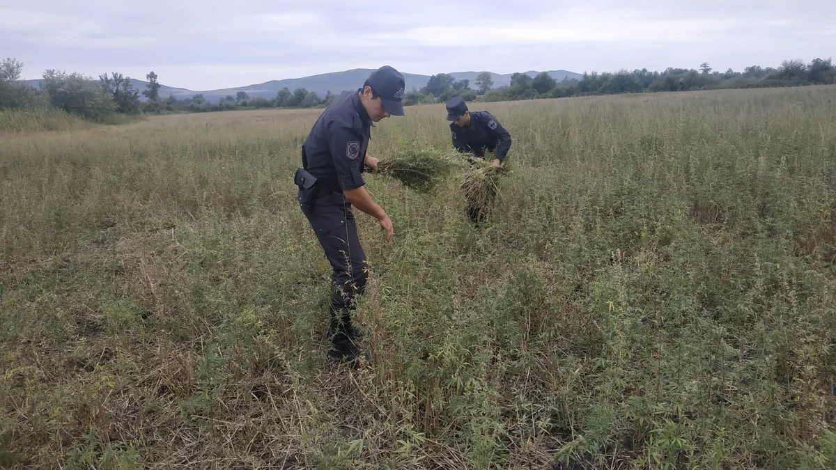 Oğuzda külli miqdarda narkotik bitki məhv edilib