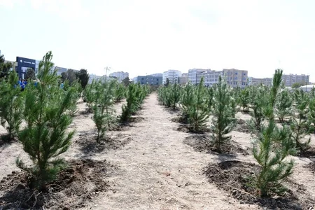 Bakıda Anım Günü ilə əlaqədar ağacəkmə aksiyası keçirilib