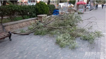 Bakıda parkda ağacın budaqları qırılaraq attraksionların üstünə düşüb - FOTO