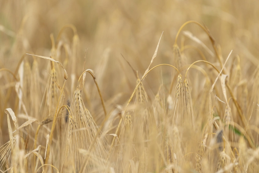 Azərbaycandakı taxıl sahələrinin 90 %-də biçin yekunlaşıb