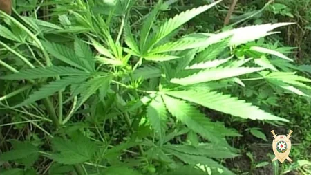 В Балакене задержаны члены наркобанды