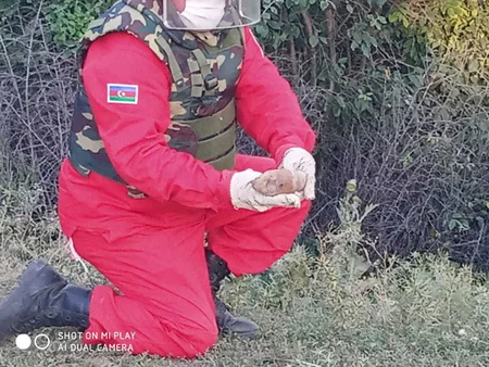 Ağstafada əl qumbarası və partladıcı aşkarlandı