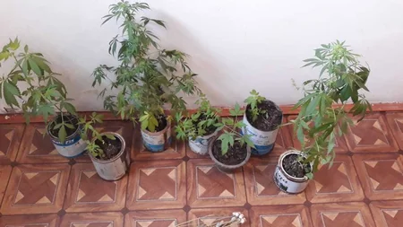 Astarada narkotik tərkibli bitki yetişdirən şəxslər saxlanılıblar