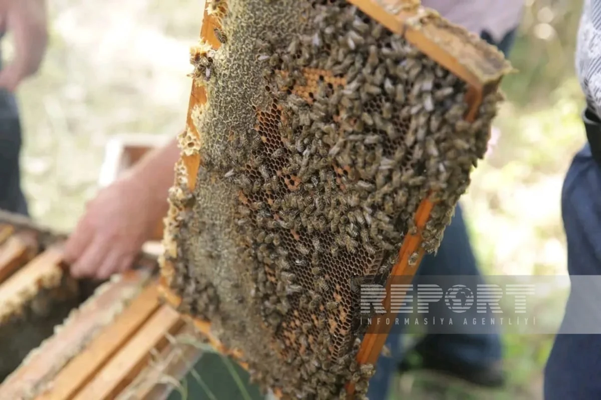 Xaçmazda arıçılıq təsərrüfatlarında məhsuldarlıq artıb