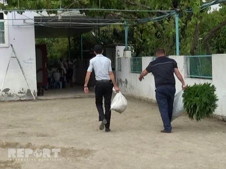 ​Neftçalada polis əməliyyat keçirib, külli miqdarda çətənə kolu aşkarlanıb - FOTO