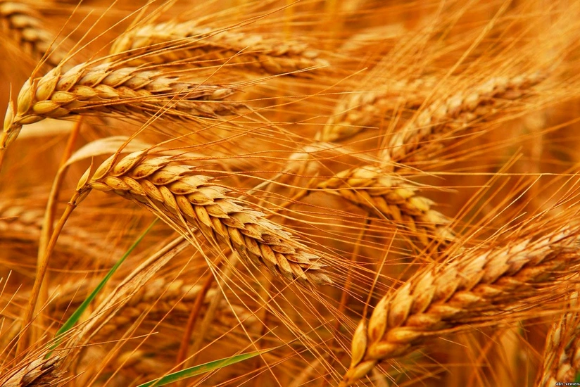 Kazakh farmers fear grain shortage