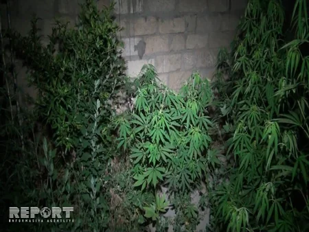 Abşeronda fərdi yaşayış evinin həyətyanı sahəsində külli miqdarda narkotik maddə aşkarlanıb - FOTO - VİDEO