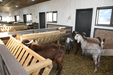 130 kq çəki, günə 6 litrə qədər süd - Laçındakı müasir keçi fermasından - REPORTAJ