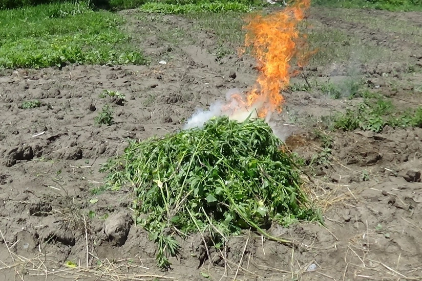 Şəkidə 200 ədəd çətənə kolu məhv edilib - FOTO