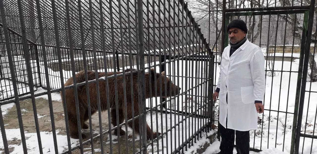 Brown bear found in Guba district handed over to Rehabilitation Center