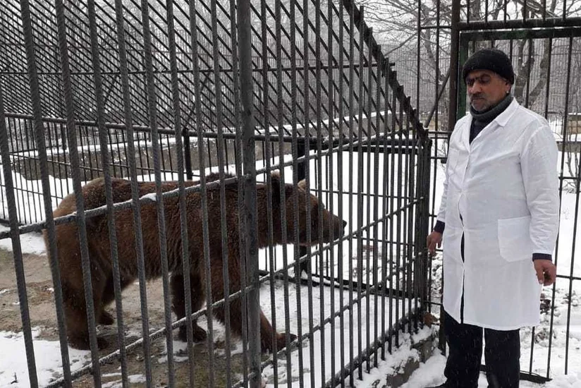 Brown bear found in Guba district handed over to Rehabilitation Center