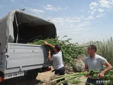 Yevlaxda 1 tondan çox narkotik kollarının yetişdirildiyi plantasiya aşkar edilib - FOTO