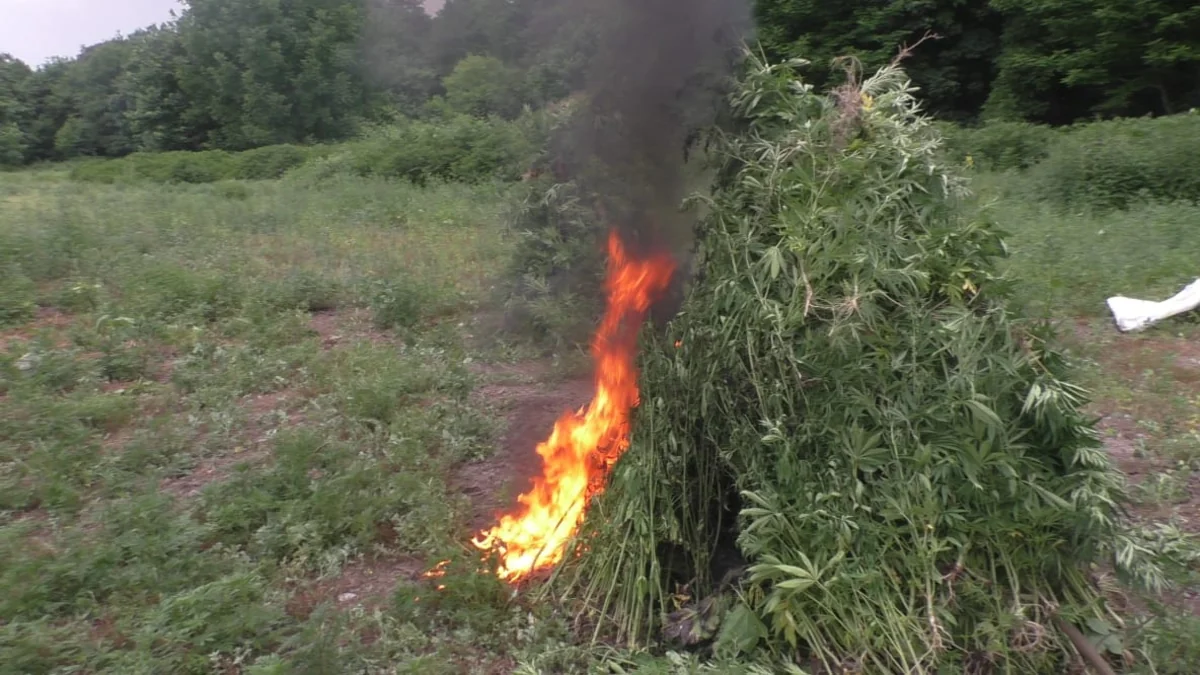 Qaxda yabanı halda bitən 3 ton çətənə kolu məhv edildi