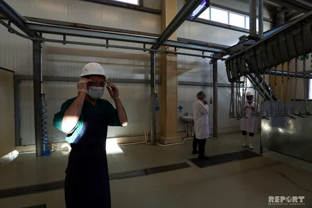İran halal ət kəsimini Azərbaycan şirkətinə etibar edib - VİDEO