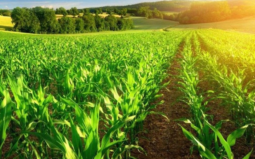  Azərbaycanda sığortalanmış əkin sahəsi 43 % artıb