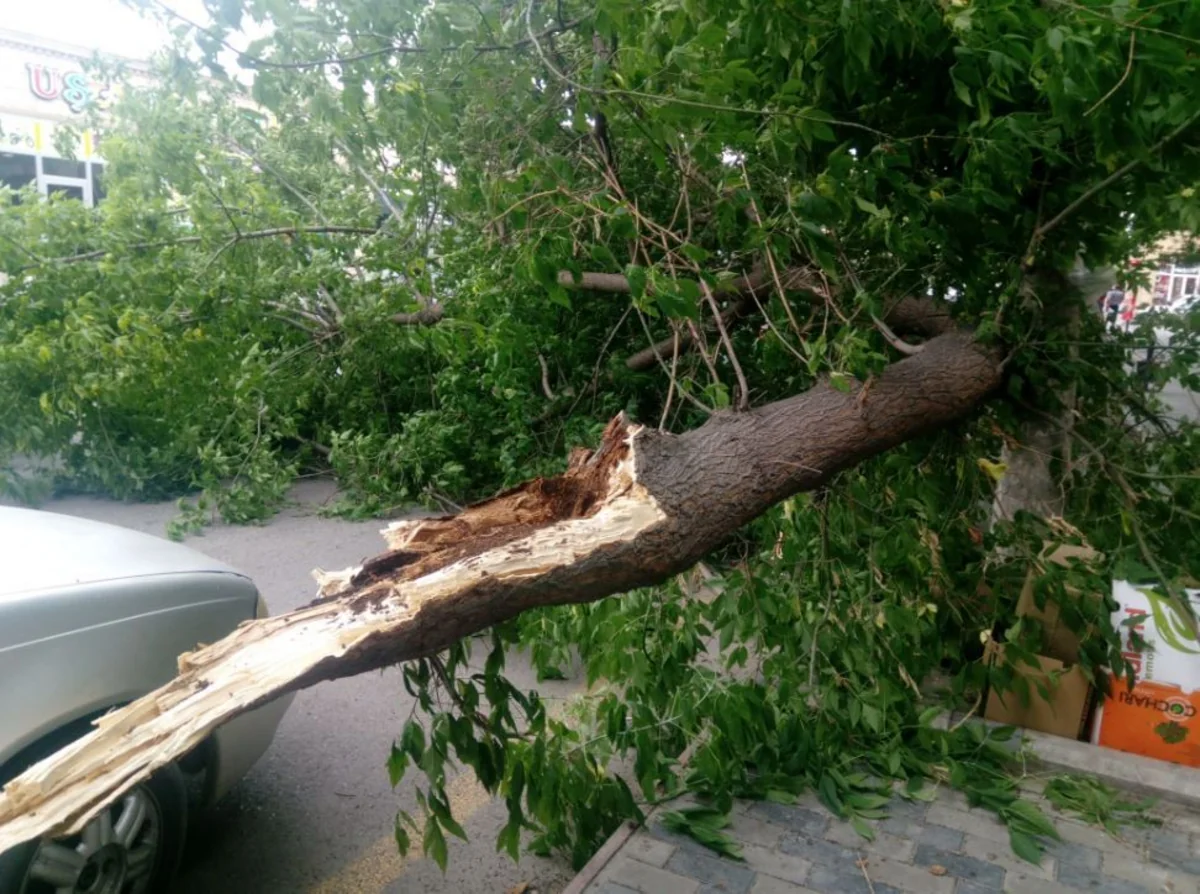 Güclü külək Bərdədə ağacları aşırıb