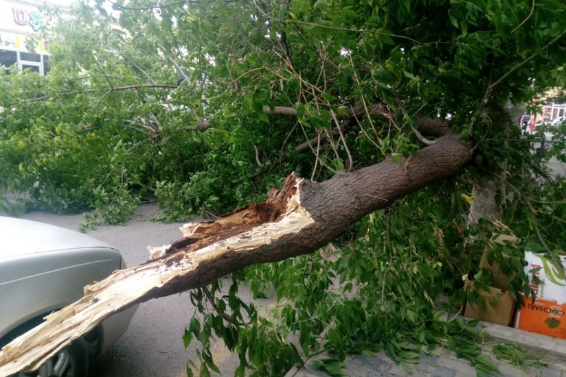 Güclü külək Bərdədə ağacları aşırıb