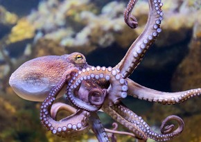 Из-за глобального потепления пролив Ла-Манш переживает нашествие осьминогов