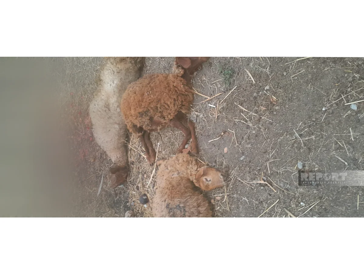 Qubada onlarla xırdabuynuzlu heyvan tələf olub