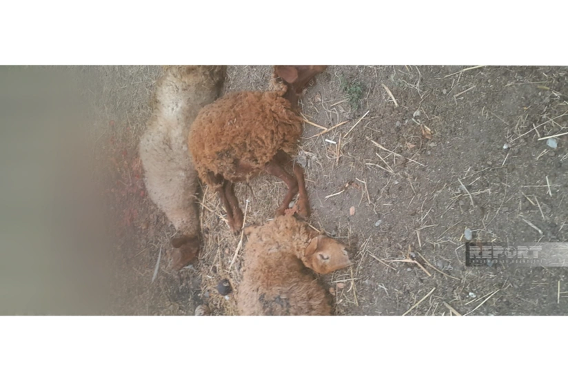 Qubada onlarla xırdabuynuzlu heyvan tələf olub