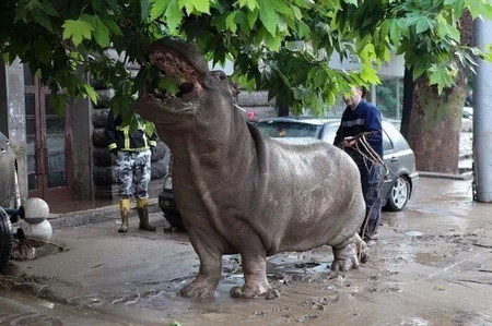 ​Tbilisidə zooparkdan qaçan sonuncu heyvan da tapılıb