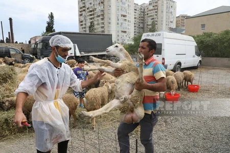 Bakıda Qurban kəsimi - FOTOREPORTAJ